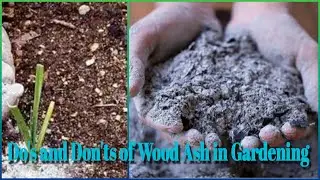 Use of Wood Ash || Free of Cost || आश्चर्यजनक परिणाम  || एक उर्वरक और एक कीटनाशक भी || Best Result
