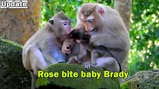 Stop noisy baby! Monkey Rose very stress by hard protect her annoying baby Brady by try bite warn