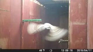 Barn owl rehabilitation