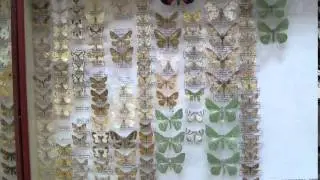 Geometridae. Пяденицы.