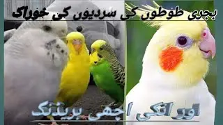 Three soft food for parrots | best soft food | free tips | parrot academy |