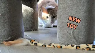 So Much Joy! A Cat Wand Toy