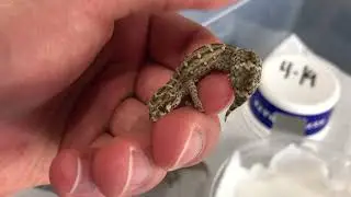 Viper Gecko Unboxing
