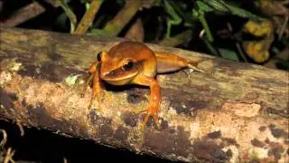 H albopunctatus
