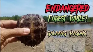 Galaang Pagong || Endangered Turtle