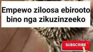 Bwotandika okuloota ebirooto bino,manya empewo zanyiiga @SSENGABIROOTONEDDAGALA