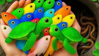 How To Catch Color Fish at Fish farm 🐟