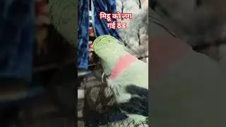 मिट्ठू को लग गई ठंड #talkingparot #funny sardi ki trending news #comedy
