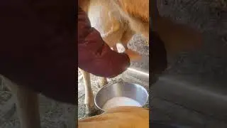 Hand milking cold weather