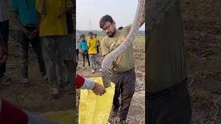 ROCK PYTHON 🐍 RESCUE #snake #wildliferescue #snakevideo #reels #shorts #viral #trending #viralvideo