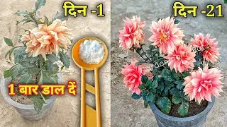 डेहलिया मे ढेरों फूल पाए | Dahlia Plant Care and Best Fertilizer | How To Grow and Care Dahlia Plant