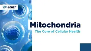 The Core of Cellular Health: Mitochondria | CellCore Biosciences