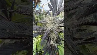 Barf Breath by Solfire sun grown in Colombia 🇨🇴 new episode dropping this month 💯❤️