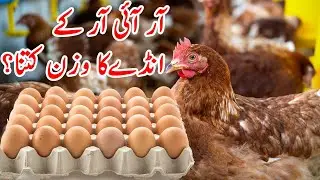 Average Weight of RIR Hen Egg | Al Bahar Farms