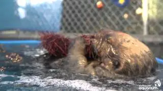 Hungry sea otter eats prickly sea urchin