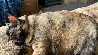 ハルちゃんのゴロゴロ音 【Part14】