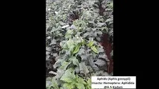 Aphids on Polyhouse Gerbera crop Symptoms and Damage