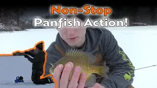 Slaying Panfish - Non-Stop Fish! | Northern Wisconsin Early Ice |