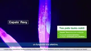 REVYSOL fungicīdu lietus noturība &ndash; izmēģinājums uz lauka | BASF