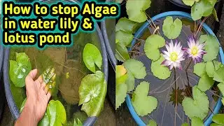 How to Control Algae In Water lily pond ||Algae Solution in lotus tank #waterlilypond #lotus