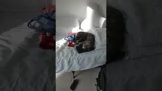 Mother daughter cats: Beutiful