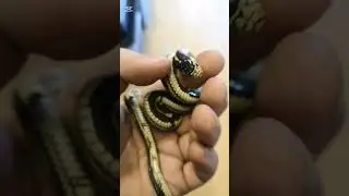 Native species and their alternatives #reptileroom #reptiles #gartersnake #kingsnake #rubber #boa
