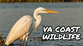 The Elegant Predator: Great Egret Hunting in Coastal VA