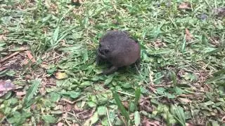 squeaking frog
