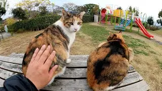 Сестры-кошки отдыхают бок о бок на столе в парке