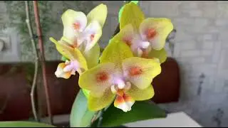 Phal. Yaphon Green Batman ( Brother Sara Gold &times; Chiada Spark ).