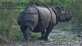 Sauraha Sightseen ! Bird And Wildlife Of Sauraha Chitwan ! Sauraha Ko woripari !   Sauraha Village !