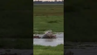 Jumping Hippos