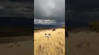Chukar hunt views #hunting #wildlife #chukar #englishsetter #upland #uplandhunting #birdhunting