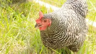 Backyard Chicken Farming Growing in New Jersey