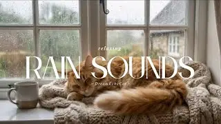 Relaxing Rain Sounds & Sleeping Cat by the Window Peaceful Rainy Afternoon: Cat & Rain Ambience