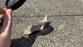 Setting a leaf on fire with a magnifying glass