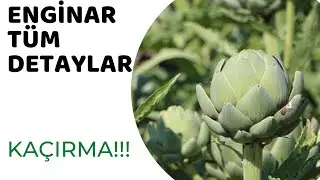 Enginar yetiştirme - enginar bakım ve temizliği - enginar