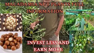 Macadamia nut plants..
