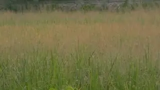 (TRAILER) PUSTAKA KELILING | Film Fiksi Pendek