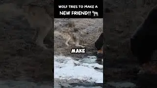 WOLF TRIES TO MAKE A NEW FRIEND!! 🐺 #shorts #trending #viral #wolf #bear #arctic