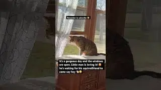 #pets #kittens #cats #boomers #genx #toebeans #unitedstates #canada #australia #unitedkingdom