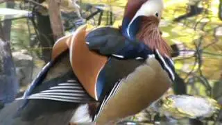2 Mandarinente Mandarin Duck Утки мандаринки 20101029131442.mpg