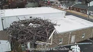 Colonial Beach Colonial Nest Cam