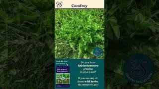 Comfrey Herb and Wild Foraging Plants for Easy Identification with Real Photos by Experienced Users