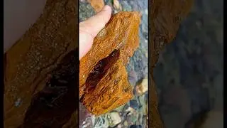 Petrified Wood ? 🤔 🪵 #rockhounding