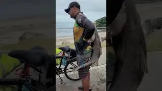 #Maior #Robalo Pego em #Itanhaem .#Pescaria de #Costeira .#Praia de #Itanhaem