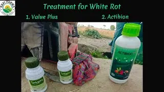 G1 Garlic | Treatment for White Rot| 🧄👩&zwj;🌾 #g1garlic #advancefarming