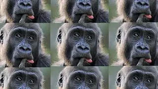The Story of Merch Monkey