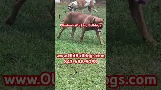 THE MASTER OF ALL BULLDOGS IS THE ORIGINAL LEGEND OF ALL BULLDOGS. THE BEST DOG BREEDER IN THE WORLD