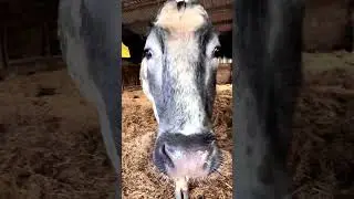 Cows like to keep clean & appreciate their barn mucked out 😃🐄💚